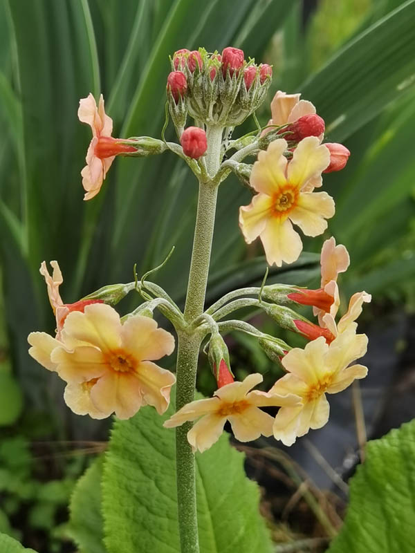 Primula 'Oriental Sunrise'